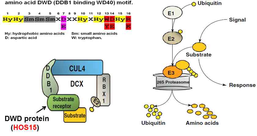 단백질 분해에 관여하는 Cullin based E3 ligase. (왼쪽위) DDB1에 결합하는 DWD motif의 아미노산 배열. (왼쪽아래) cullin4 based E3 ligase의 단백질구성. (오른쪽) Ubiquitin화에 의한 단백질의 분해 과정