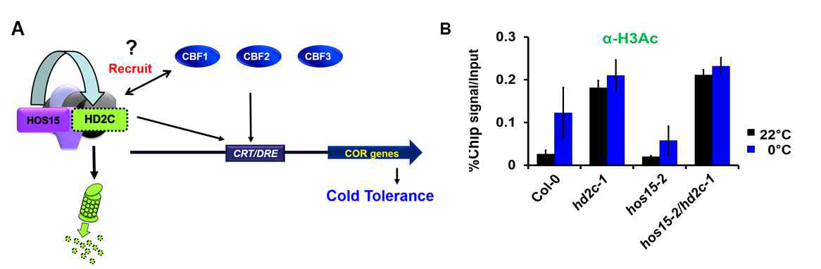 HOS15와 HD2C에 COR유전자의 acetylation변화. (A) HOS15와 HD2C는 저온 신호전달에 중요한 역할을 하는 전사조절인자인 CBF에 의하여 발현이 유도되는 COR 유전자의 chromatin에 associaton 되어진다. COR 유전자들의 promoter 영역에는 CBF 단백질에 의하여 결합되어지는 CRT/DRE element 를 가지고 있다. (B) H3Ac 항체를 이용한 Chip assay. 저온에 의하여 유도되어지는 COR 유전자 protmoter의 CRT/DRE element의 histone acetylation이 hos15 돌연변이체에서는 결여되어 있다
