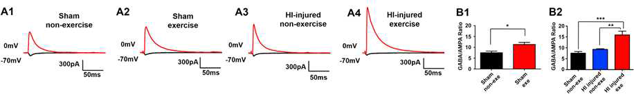 Physical exercise는 S1 sensory cortex 영역에서의 TC input의 feed-forward inhibition을 증진시킴. (A) GABAA receptor-mediated IPSC&EPSC 수치, (B) GABAA receptormediated IPSC amplitude 와 AMPAR-mediated EPSC 비율 비교