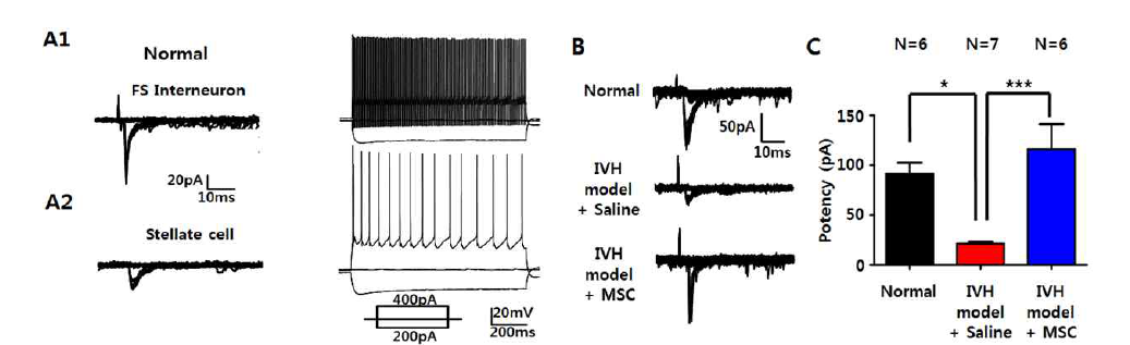 The effects of MSC application on synaptic impairment at VPL→FSI circuit in barrel cortex of IVH rat. (A1) Representative trace for EPSCs (left trace) and AP firing (righ trace) evoked by minimal stimulation at VPL→FSI circuit in barrel cortex of normal rats. (A2) Representative trace for EPSCs (left trace) and AP firing (right trace) evoked by minimal stimulation at VPL→stellate circuit in barrel cortex of normal rats. (B) Representative traces for EPSCs (left trace) and AP firing (righ trace) evoked by minimal stimulation at VPL→FSI circuit in barrel cortex of norma, IVH+saline and IVH+MSC rats.(C) Summary of averaged potencies minimally-stimulated EPSCs at VPL → FSI circuit in barrel cortex of normal, IVH and IVH+MSC rats (Sham: 91.3±11.3 pA, n= 6; IVH: 21.5±1.8 pA, n=7; IVH+MSC: 116.1±25.03, n=6; One-way ANOVA, *P< 0.05, ***P< 0.001)