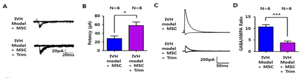 The effects of whisker trimming on the MSC-induced restoration on synaptic functions at TC circuit in barrel cortex of IVH rat. (A) Representative traces for EPSCs evoked by minimal stimulation at TC circuit of barrel cortex in IVH+MSC and whisker-trimmed IVH+MSC rats. (B) Summary of averaged potencies minimally-stimulated EPSCs at TC circuits in IVH+MSC and whisker-trimmed IVH+MSC rats (IVH+MSC: 28.1 ± 6.0 pA, n = 6; trimmed IVH+MSC: 58.2±8.1, n=6; T-test, *P<0.05). (C) Representative traces for GABA/AMPA ratios at TC circuits IVH+MSC and whisker-trimmed IVH+MSC rats. AMPA currents were adjusted from 50 to 100 pA. (D) Summary of averaged GABA/AMPA ratios at TC circuits IVH+MSC and whisker-trimmed IVH+MSC rats. (IVH+MSC: 10.7±1.0, n=6; trimmed IVH+MSC: 3.8±0.7, n=6; T-test, ***P<0.001)