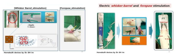 Whisker Barrel 과 Forepaw Stimulation 디바이스 및 시스템 구축
