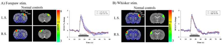 Forepaw 와 Whisker Barrel stimulation 신호 분석