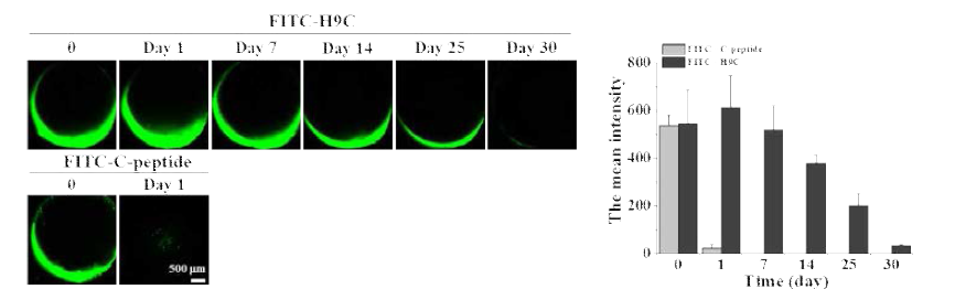 retina 조직 내 C-peptide 유도체의 약물전달 기간 확인