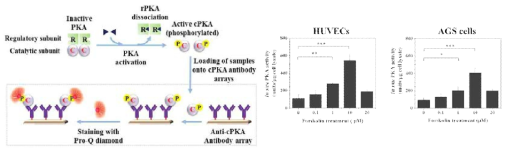 항체 기반의 PKA 활성도 분석용 칩 개발 및 세포의 PKA 활성도 측정