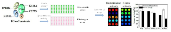 TG2 mutant의 transamidase 및 kinase 활성도 측정