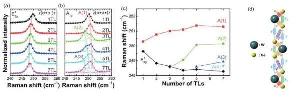 (a) z(σ+σ-)z 와 (b) z(σ+σ+)z의 원형편광 WSe2의 두께에 따른 라만 스펙트럼. (c) WSe2의 두께에 따른 라만 신호의 위치. (d) 선형 사슬 모델 모식도