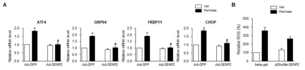 SENP2 과발현에 의한 ER stress 반응 유전자의 발현 및 ROS 감소