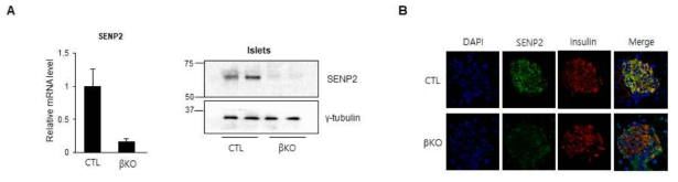 βKO 쥐의 췌도 베타세포에서 SENP2의 발현 확인