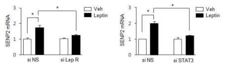 Leptin receptor와 STAT3 경로를 통한 SENP2 발현조절