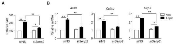 SENP2가 leptin에 의한 지방산 산화 및 관련 유전자 발현에 미치는 영향