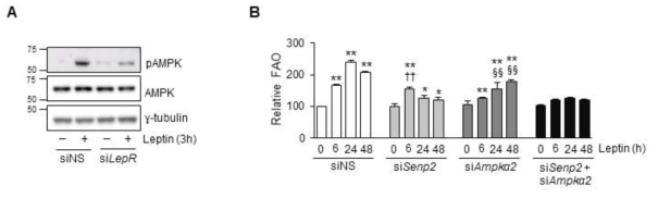 Leptin receptor를 통한 AMPK 인산화 조절 및 SENP2가 지방산 산화에 미치는 영향