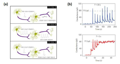 (a) 뉴론의 기억형성 과정 개념도. (b) AgS2 멤리스터와 STM을 이용하여 인가 전압펄스 주기를 변경함으로 장기/단기 기억을 실험적으로 구현한 결과