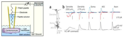 Patch clamp의 개략도 (좌). Action potential 인가에 의해 신경세포 내에서 발생되는 신호를 위치에 따라 patch clamp를 이용하여 측정한 결과 (우)