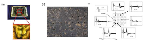 (a) MEA의 개략도. (b) MEA 위에 배양된 신경세포의 광학현미경 이미지. (c) ±0.8 V의 전압펄스를 인가한 후 신경세포에서 나오는 전기신호를 위치와 시간의 함수로 측정한 결과