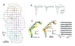 (a) 단일 신경세포에서 발생하는 전기신호를 MEA를 이용하여 측정한 결과 (b) 전극 1, 2, 3을 이용하여 측정한 전기신호. (c) 전압펄스가 단일 신경세포 내에서 전달되는 과정을 측정한 결과