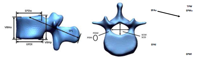 Linear dimensions of lumbar(coronal, sagittal, transverse view)
