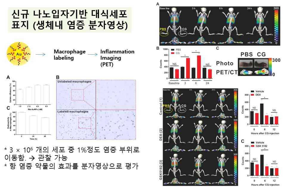 대식세포로 표지된 나노입자 기반 PET 이미징 실험 결과