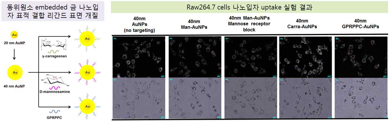 대식세포에서의 나노입자 uptake 실험 비교 결과