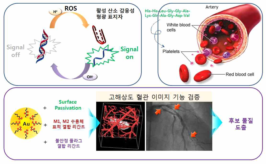 2차년도 염증 감응, 불안정 플라그 결합 프로브 합성 및 대식세포 표적 조영제 동물 모델 검증