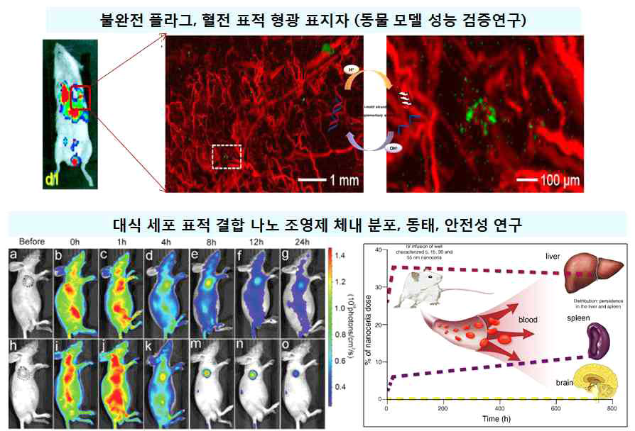 3차년도 활성 산소, 불안정 플라그 결합 프로브, 조영제 동물 실험 연구 모식도