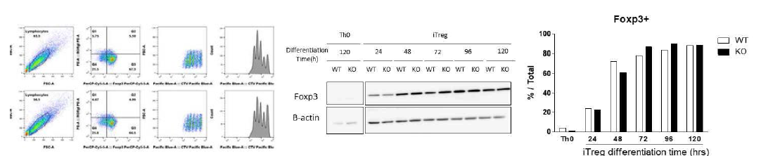 정상 세포와 CD82 KO CD4+ T 세포의 iTreg 분화능 비교