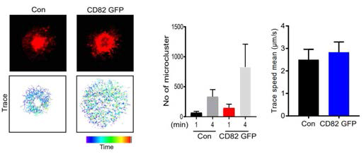 CD82 과발현에 의한 T 세포 수용체 microcluster의 형성 및 이동속도 조절 분석