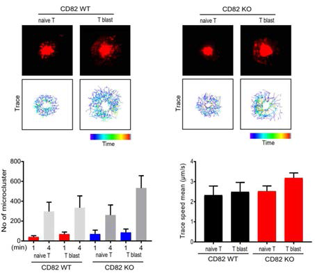 정상 및 CD82 KO OT-l T 세포에서의 T 세포 수용체 이동속도 및 clustering 비교 분석