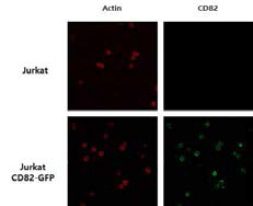 CD82 과발현에 의한 actin 분포 변화 분석