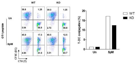 T 세포-수지상세포 상호결합 분석