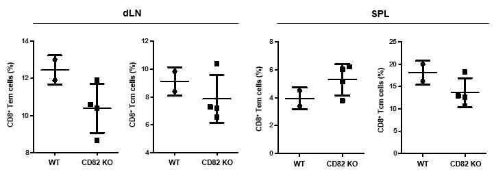 암세포주를 이식한 생쥐의 림프절과 비장의 CD8+ T 세포 분석