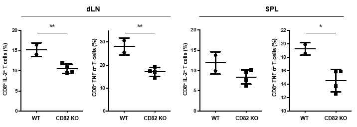 암세포주를 이식한 생쥐의 림프절과 비장 CD8+ T 세포의 사이토카인 생성능 분석