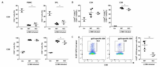 LCMV 감염에 따른 T 세포 분포 변화 분석. (A-B) 혈액 및 비장 내 전체 CD4, CD8 T 세포 및 effector T 세포 비율. (C) LCMV 특이적인 CD8 T 세포를 분석