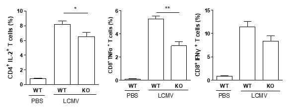 LCMV 특이적 T 세포의 사이토카인 생성 비교