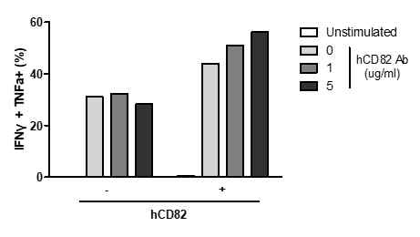 CD82 항체에 의한 T 세포 사이토카인 생성 증가 분석