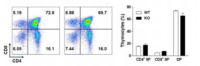 정상 생쥐와 CD82 KO 생쥐의 흉선 T 세포 분석 결과