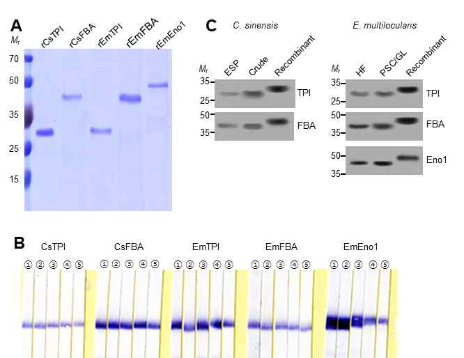 Recombinant protein expression, mono-specific antibody generation, and tissue distributions. (A) The recombinant protein expression of several metabolic enzymes secreted from parasite in bacterial expression system. (B) Titration of mono-specific antibody against each recombinant protein by immunoblotting. (C) Detection of native proteins responded to each metabolic enzyme within different compartment divided from parasite