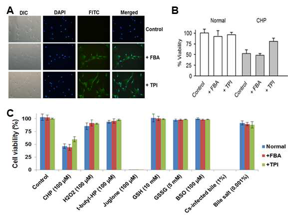 Uptake of parasitic recombinant protein into host cells, and the effects of cellular viability under various oxidative stress conditions. (A) Immunocytochemical staining of each recombinant protein to confirm well incorporation. (B) Change of cellular viability of host cells treated with parasitic enzymes. (C) The effects of parasitic enzymes in cellular viability against various oxidative stress chemicals