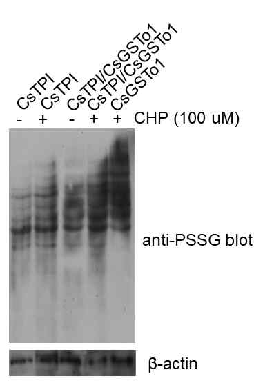 Glutationylation by treatment of parasitic enzymes in host cells. Glutathionylated proteins were detected by anti-PSSG antibody (1:1000). Beta-actin was used for the internal control