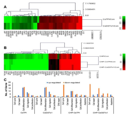 Transcriptomic analysis of parasitic enzymes-incorporated host cells with or without oxidative stress condition. (A and B) Transcriptional changes of CsTPI and/or CsGSTo1-treated host cells with or without oxidative stress condition. (C) Functional ontology of genes transcriptionally changed in each recombinat protein-incorporated host cells with or without oxidative stress condition