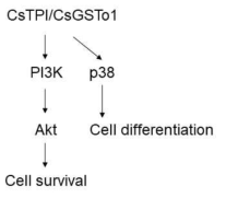 Schematic distribution of signaling mechanism of host cells affected by parasitic enzymes