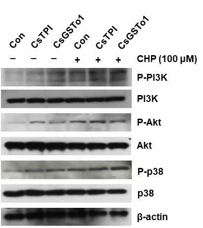 Western blot analysis of several signaling molecules involved in cell survival and cell differentiation