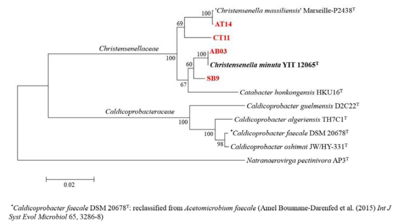 항비만 효과가 보고된 Christensenalla minuta와 분리균주의 계통수