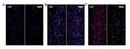 single molecule binding assay