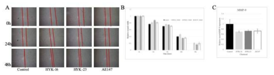 woundhealing assay 결과. HYK-16 처리 후에 최소 30%이상의 세포이동능 억제 효과를 확인하였음