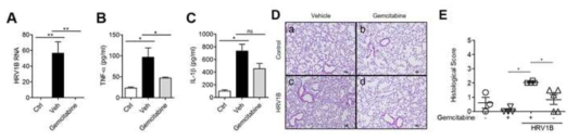 Intranasal administration of gemcitabine reduced pulmonary inflammation in HRV-infected mice