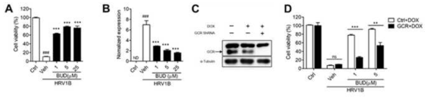 Budesonide mediated antiviral activity against HRV in vitro