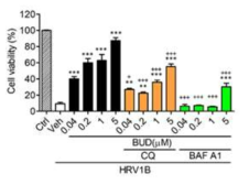 Blockade of autophagy reduced antiviral activity of budesonide