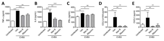 Intraperitoneal injection of manassantin B reduced pancreas inflammation in CVB3-infected mice