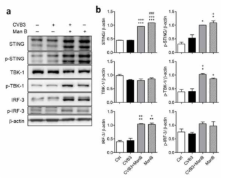 Manassantin B induced TBK-1/STING signalling in coxsackievirus B3-infected cells